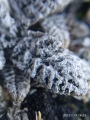 Anisotome lanuginosa