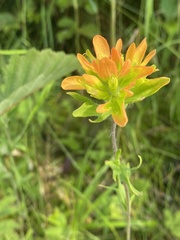 Castilleja coccinea