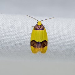 Heterallactis euchrysa