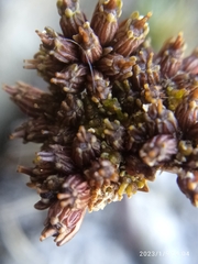 Anisotome lanuginosa