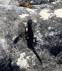 Pseudocordylus microlepidotus microlepidotus