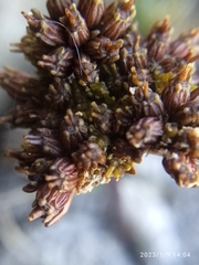 Anisotome lanuginosa