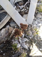 Anisotome lanuginosa