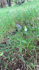 Viola arvensis