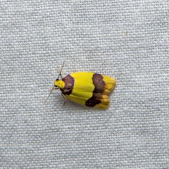 Heterallactis euchrysa