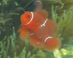 Amphiprion biaculeatus