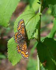 Euphydryas maturna