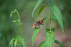 Euphydryas maturna