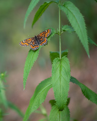 Euphydryas maturna
