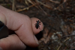 Brachyderes incanus