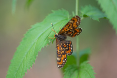 Euphydryas maturna