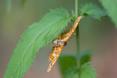 Euphydryas maturna