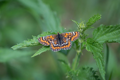Euphydryas maturna