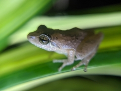 Pseudophilautus wynaadensis