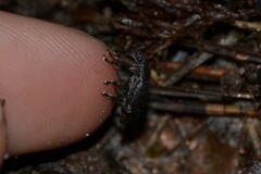 Brachyderes incanus