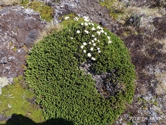 Celmisia ramulosa tuberculata