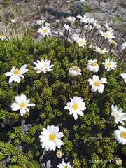 Celmisia ramulosa tuberculata