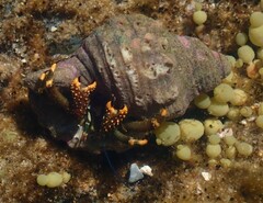 Clibanarius virescens