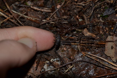 Brachyderes incanus
