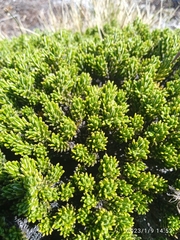 Celmisia ramulosa tuberculata