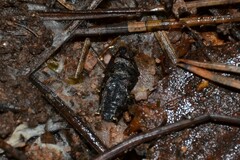 Brachyderes incanus