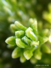 Celmisia ramulosa tuberculata