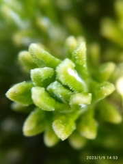 Celmisia ramulosa tuberculata