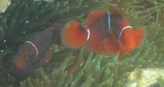Amphiprion biaculeatus