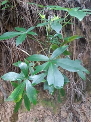 Pseudopanax lessonii