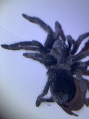 Aphonopelma steindachneri