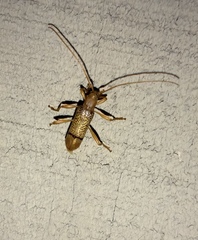 Xuthodes punctipennis
