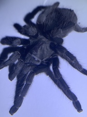 Aphonopelma steindachneri