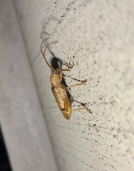 Xuthodes punctipennis