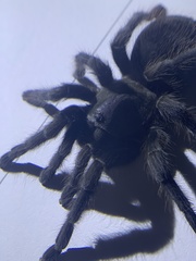 Aphonopelma steindachneri