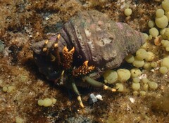 Clibanarius virescens