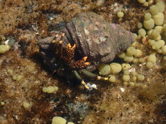 Clibanarius virescens