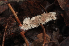 Etheirodon fimbriatum