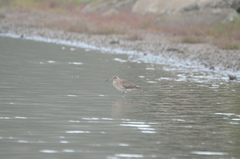Numenius phaeopus phaeopus