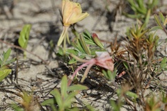 Oenothera mollissima