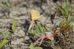 Oenothera mollissima