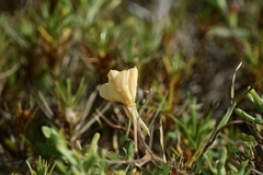 Oenothera mollissima