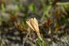 Oenothera mollissima