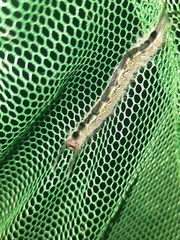 Nataxa flavescens