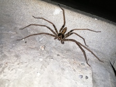 Heteropoda tetrica