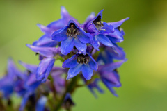 Delphinium retropilosum
