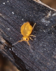 Sminthurinus aureus