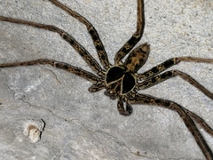 Heteropoda tetrica