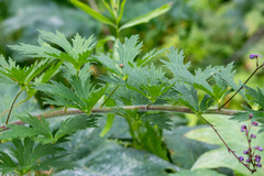 Delphinium retropilosum