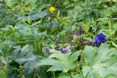 Delphinium retropilosum