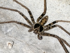 Heteropoda tetrica